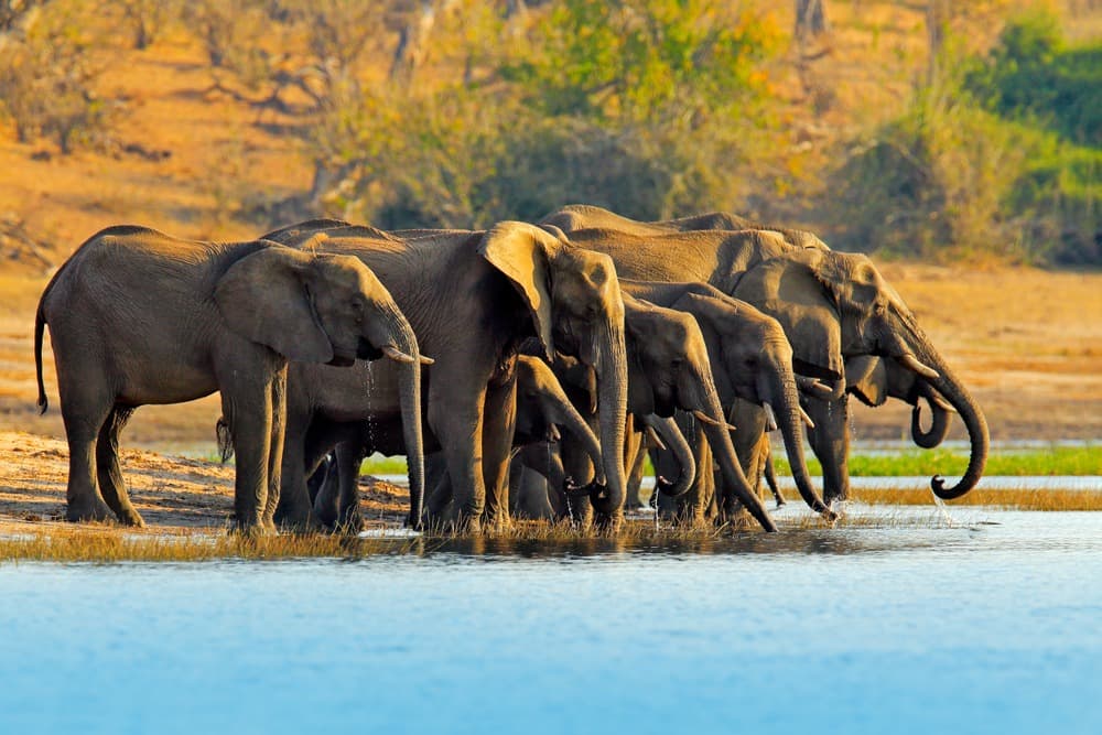Parque Nacional de Chobe