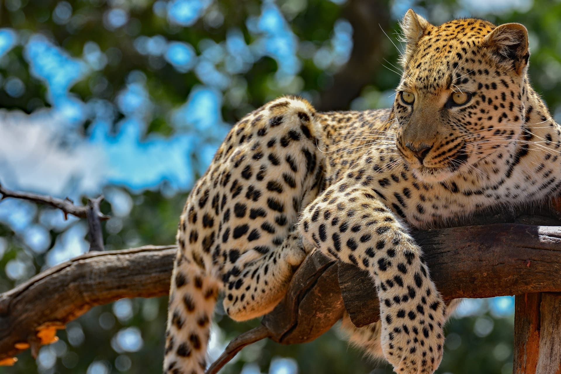 Okonjima Nature Reserve